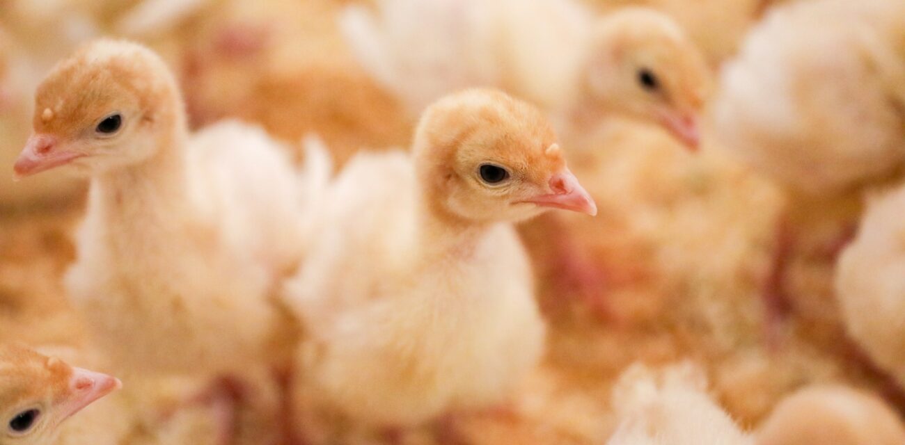 Ajantasainen taloustieto ratkaisee eläintilan kestävyyden